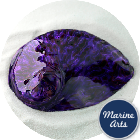 8575-P16 - Polished Abalone - Royal Purple 100-125mm